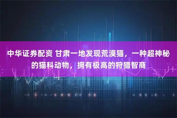 中华证券配资 甘肃一地发现荒漠猫，一种超神秘的猫科动物，拥有极高的狩猎智商